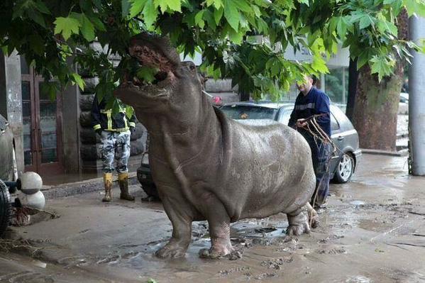 Sololackey's tweet photo. Flooded street closer to hippo's natural habitat than miserable Tbilisi zoo enclosure. #TreatYoSelf #tbilisiflood http://t.co/nPNXLgthbg