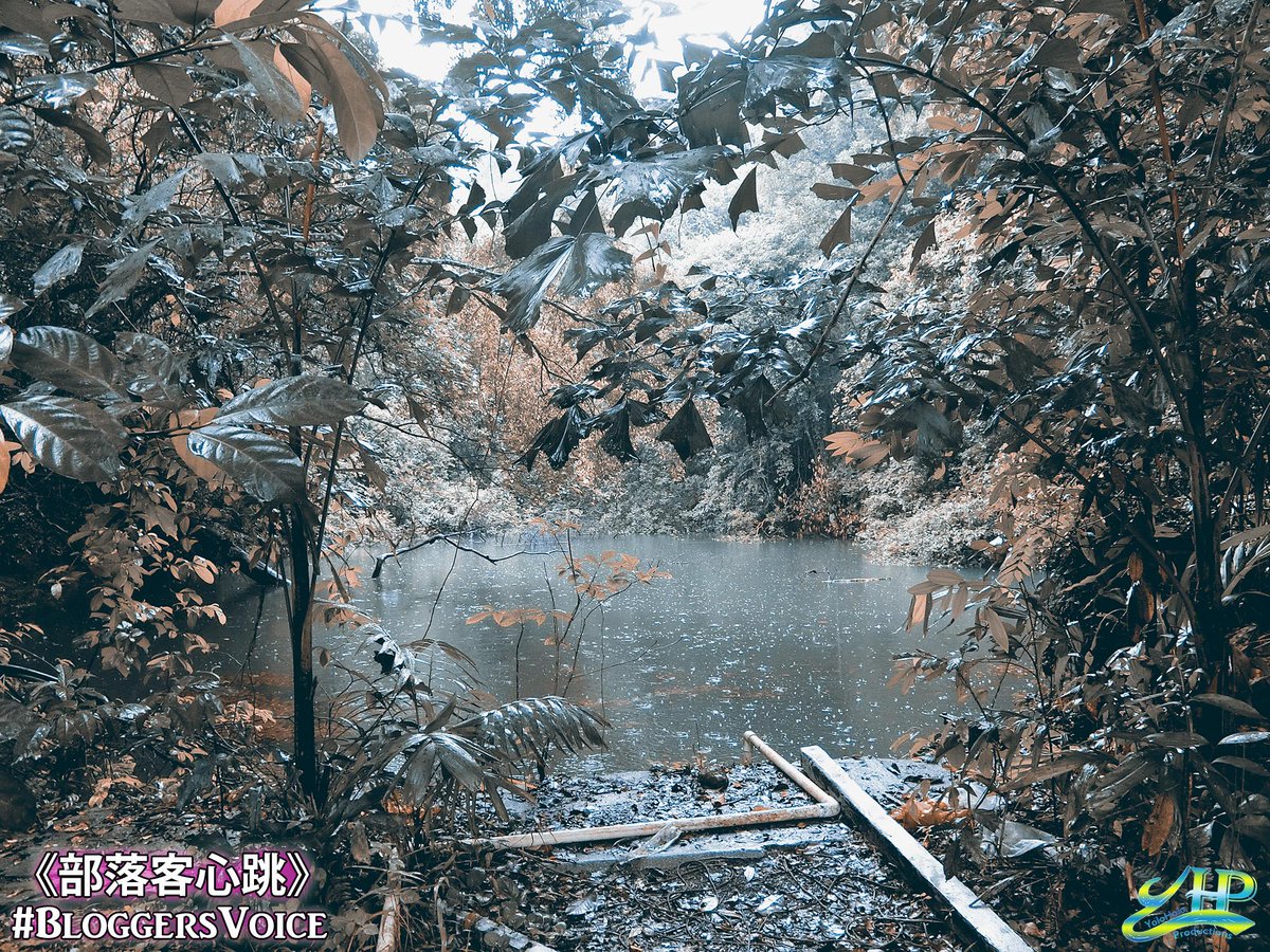 hpility's tweet image. Let my short film bring you into the wood. #BloggersVoice ~