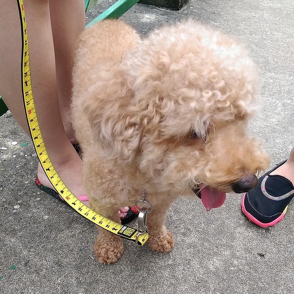 reinbiotech's tweet photo. Looking good with Max & Molly leash! #reinbiotech #maxnmolly #maxmolly #sgdogs #dogsg #singaporedog #dogleash http://t.co/93xw9dKR2Z