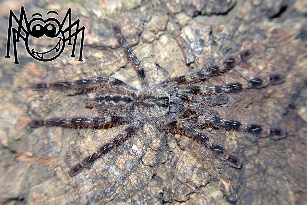 macilacispiders's tweet photo. Poecilotheria striata juvenile unsexed #madárpók #tarantula #tarantulas #pet #pets #animal http://t.co/qXfHZMxn9z