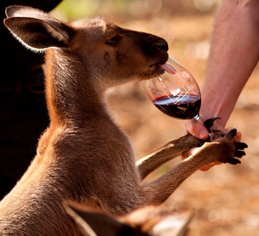 winewankers's tweet photo. skippy loves drinking @whistlerwines #wine http://t.co/ATRxeT4JgL