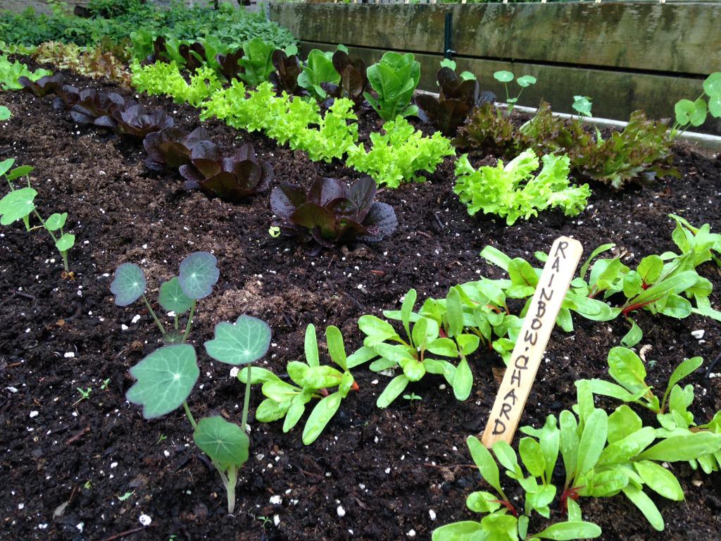 CloseToHomeFarm's tweet photo. @Ancaster_Mill garden seeding chrysanthemum and red sorrel for chef @_Justin_Hill.  Greens looking great! http://t.co/KnqoT35iUO