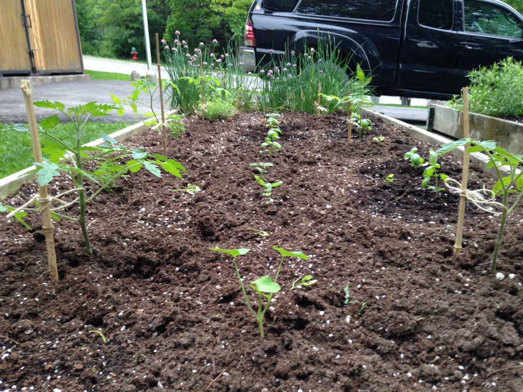 CloseToHomeFarm's tweet photo. @Ancaster_Mill garden seeding chrysanthemum and red sorrel for chef @_Justin_Hill.  Greens looking great! http://t.co/KnqoT35iUO