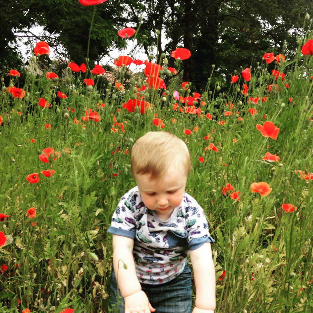 Beautiful poppies in #Cricketgreen #mitcham