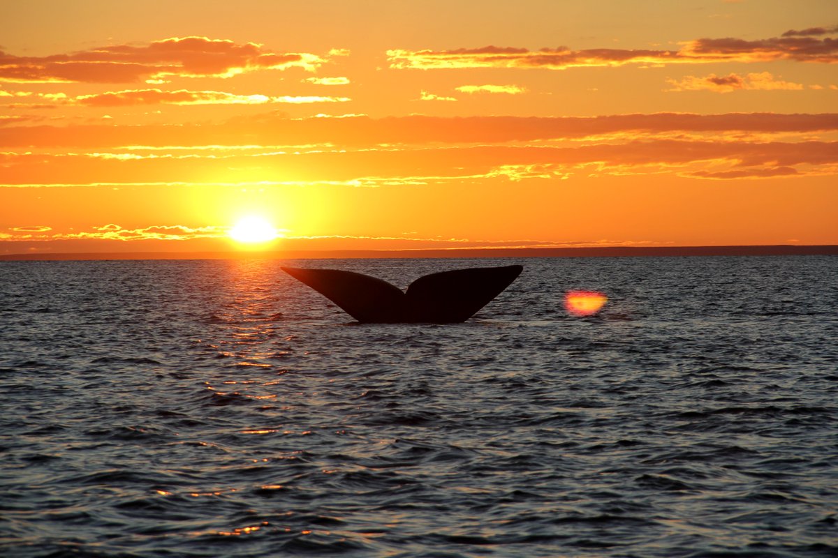 MinTuryAP's tweet photo. #JunetoDecember whale watching in #ChubutPatagonia #Amazingexperience #RT visit: http://t.co/8LYSv0rxBI http://t.co/WO59JuznUz