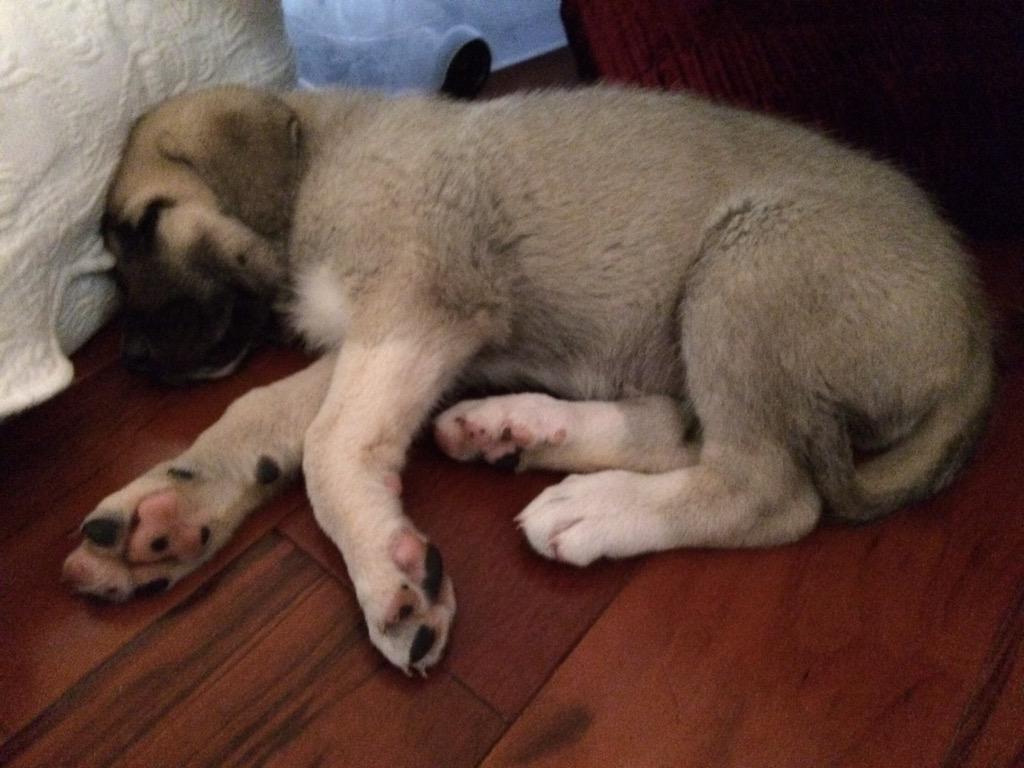 anatolian boz shepherd