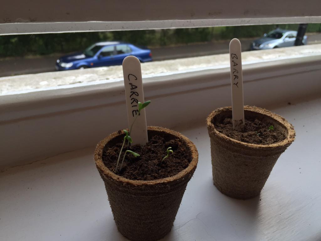 SpoonlyRecipes's tweet photo. .@greenseedHQ #Spoonly team are dipping our toes into your world. Carrie the Coriander plant is winning so far. http://t.co/gmhq3hgUPZ