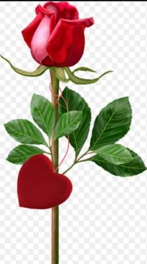 Soner Benli (@sonerbe58) on Twitter photo 
