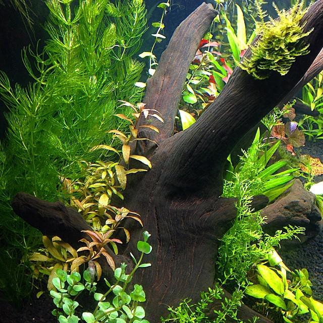 Akvaristan's tweet photo. #akvaristan #aquarium #akvaryum #aquarien Plantação 😙🙌🏼🌿🍻 #aquascape #aquaticplants #aquatank #fishtank #plantedtan… http://t.co/NLEAljKSWs