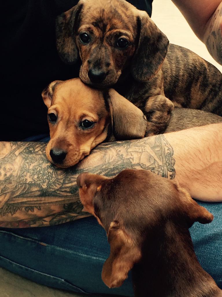 karlozjay's tweet photo. They're home x thanks sooo much @fudgebob #BestBreeder http://t.co/LXHWXWuHDQ