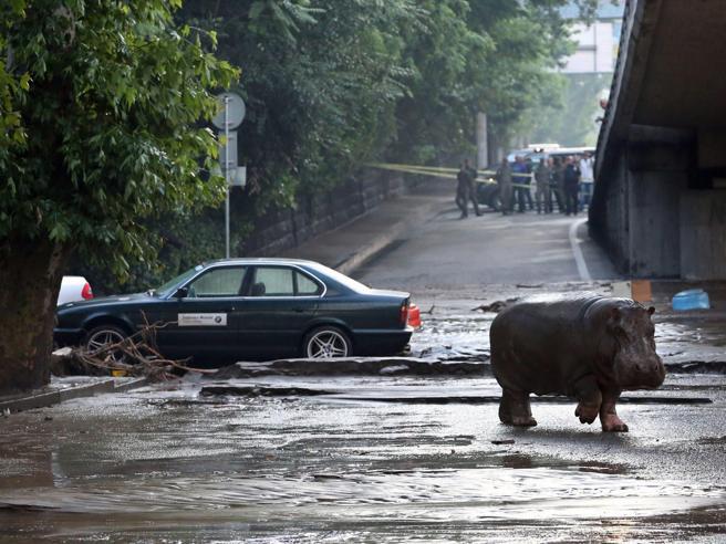 Foto ippopotamo Tbilisi (Georgia) dopo l'alluvione