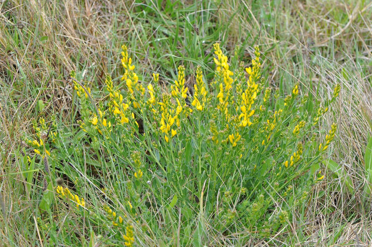 damian_money's tweet photo. Dyer's Greenweed at Huntcliff. A scarce plant on this coast @clevelandbirds @teeswildlife @TeesCoast http://t.co/sr75annrHV