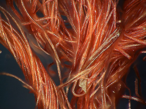 smithsonian's tweet photo. Happy #FlagDay! Here's magnified fibers from the Star-Spangled Banner. About its preservation http://t.co/zYvkVyem4t http://t.co/FPvttoQjgX