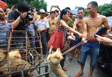 monde_biodi's tweet photo. Le 21 juin, des milliers de chiens seront torturés le plus longtemps possible avant d'être tués.
#StopYuLin2015 http://t.co/JgVFFM0eQh