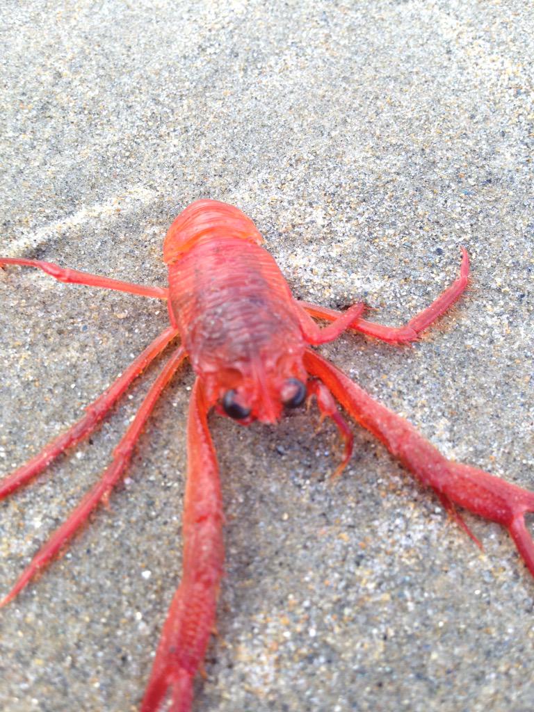 Red Crabs invade Newport Beaches for the second time this year! #ElNiño #TunaCrabs