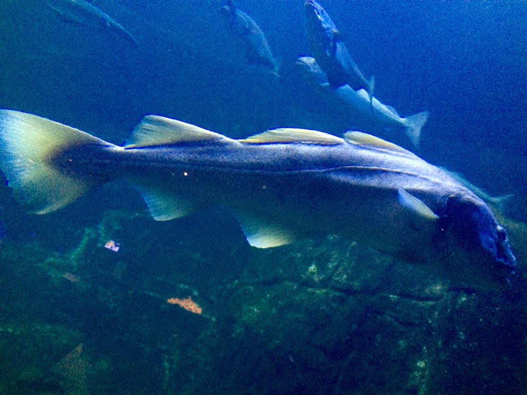 robhalloway's tweet photo. Another pun, just for the Halibut. #GoodCod
#iShouldStickToCars http://t.co/XVXm0PG42X