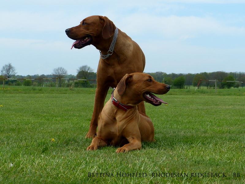 Rhodesian Ridgeback Mein Bub Und Mein Madel O Http T Co Yohvfytptx Http T Co 5s5fz4fny3
