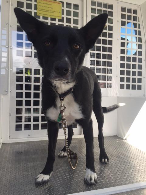 PSOSFalkirk's tweet photo. Anyone lost a dog in old town area of Grangemouth? Call 101. http://t.co/Wq0YjqTL0h