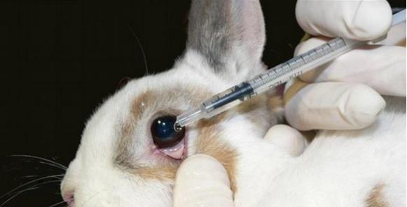 _AnimalAdvocate's tweet photo. @Maybelline: Stop #Animal Testing! 

Boycott till they go @CrueltyFreeIntl 

https://t.co/enlUfD6tOV
 
@RickyGervais http://t.co/gLtgUtzsAS
