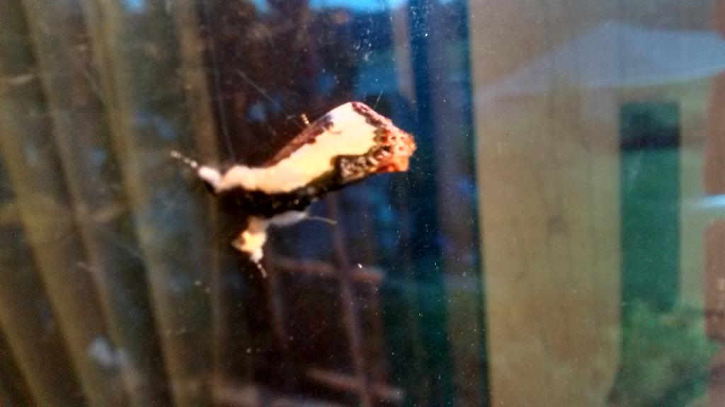 softbugs's tweet photo. found this cool bug yesterday!! :0 http://t.co/7MPL1T6E5R