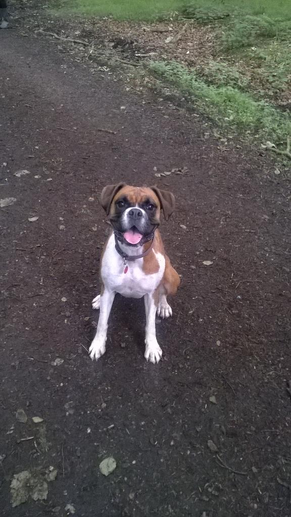 JanetBoxer's tweet photo. I was incredibly happy to be at @DogfestUK today #boxersmiles #boxer #dogfest http://t.co/vb2hF8GAha
