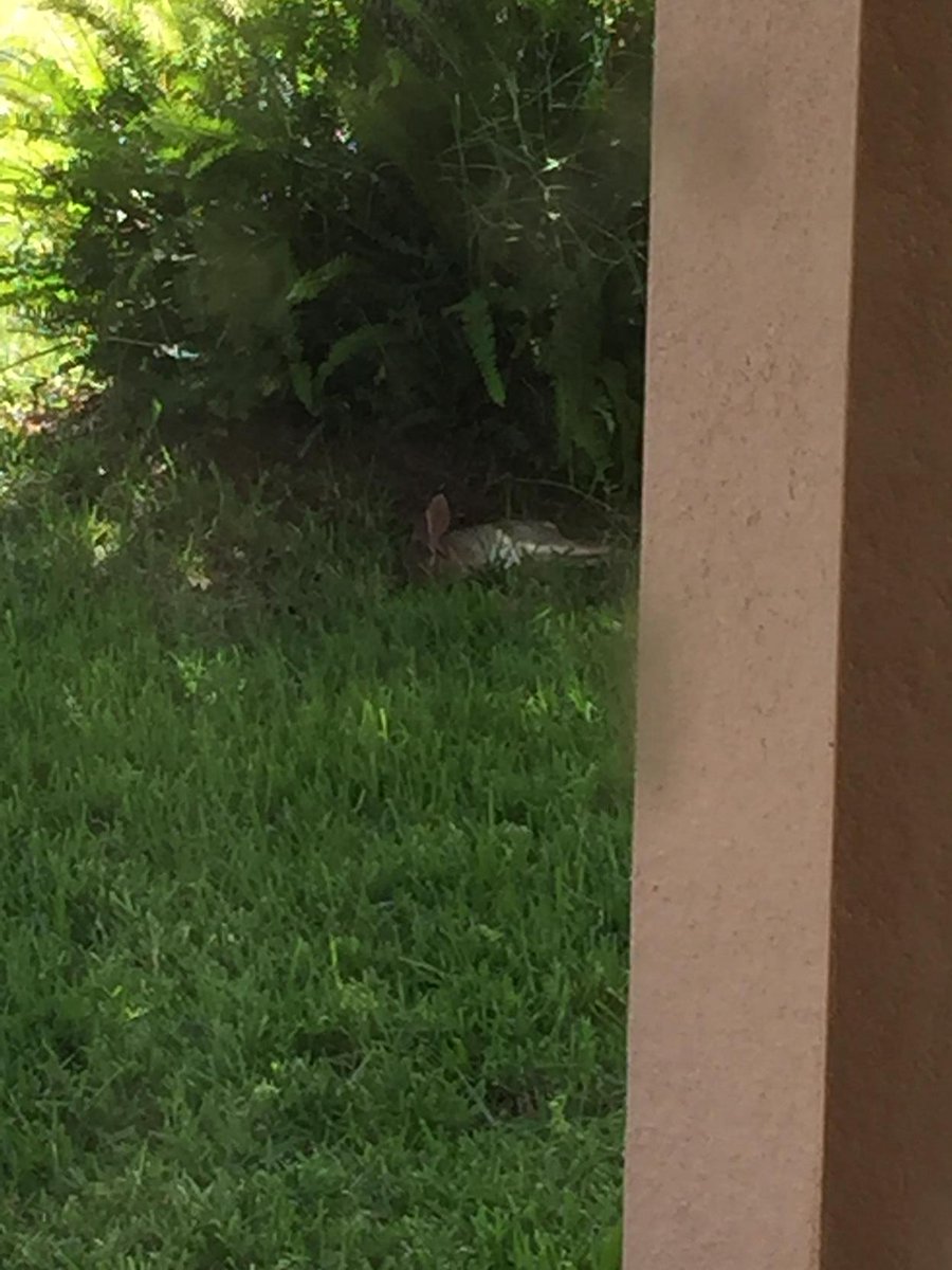 Lildootch's tweet image. Shit, after nine carrots for breakfast I would need a noon nap as well. #SupDoc