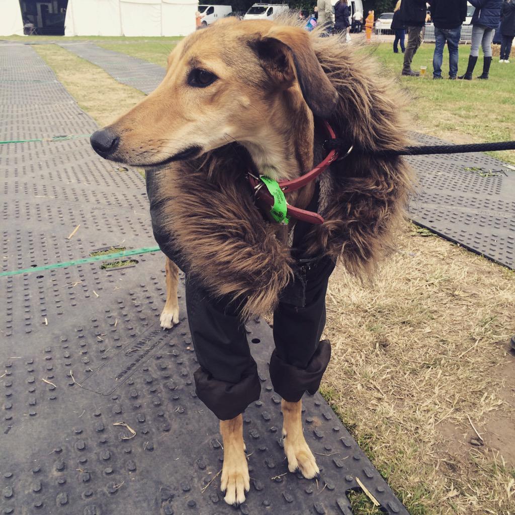 junkbox's tweet image. Best dressed puppy ever!!!!! #moddog #FarmFeast #FarmFeast2015