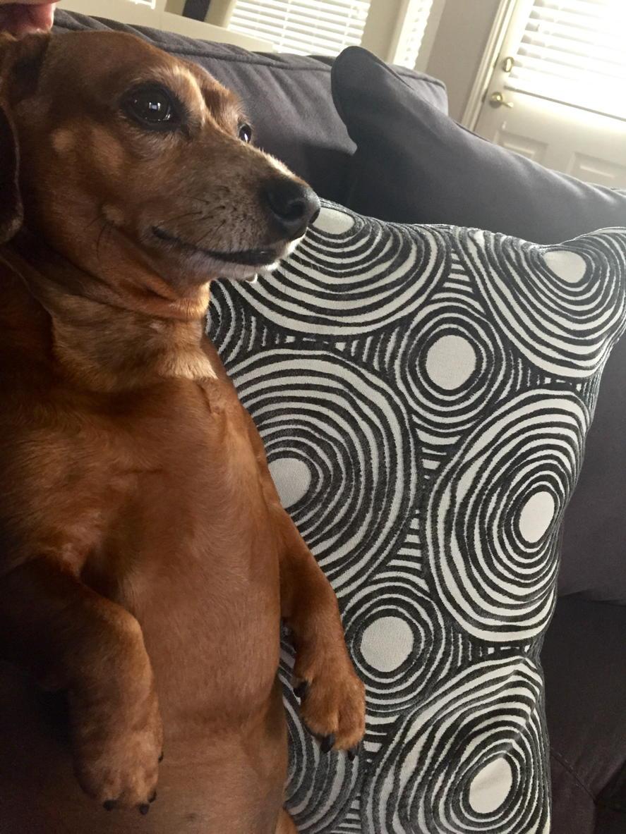ELVIS_BFP's tweet photo. My bro Elvis can't tell if a dog or a meerkat. @AKatPalmer @beaglefreedom @shankeithbfp #BeingCute #CrueltyCutterApp http://t.co/tb7KbqBhta