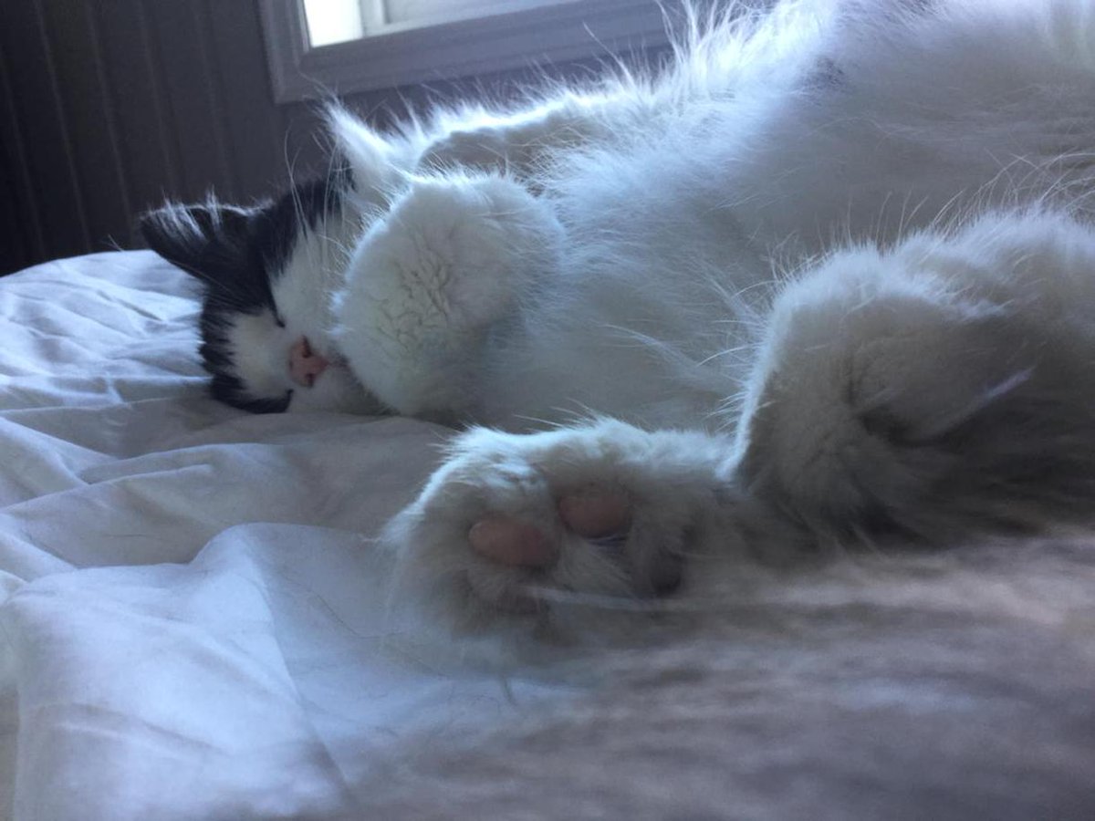 3ippi's tweet image. Lazy Sunday