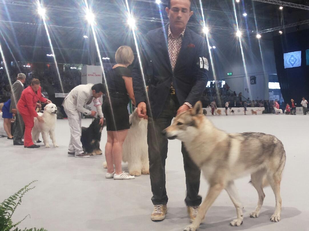 Quella_Bionda's tweet photo. #Milano @WdsMilano2015 #cani  i più strani, i più belli. Sfilata x decretare il n. 1 al mondo. #dogs http://t.co/DhBF5a7jhn