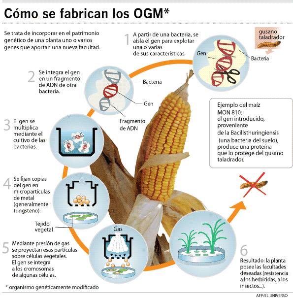 BIOTECH_SI's tweet photo. Hablando de #mitostransgenicos repasamos:
Que es un transgenico ?
Como se produce ? http://t.co/2Dys3VTbhJ