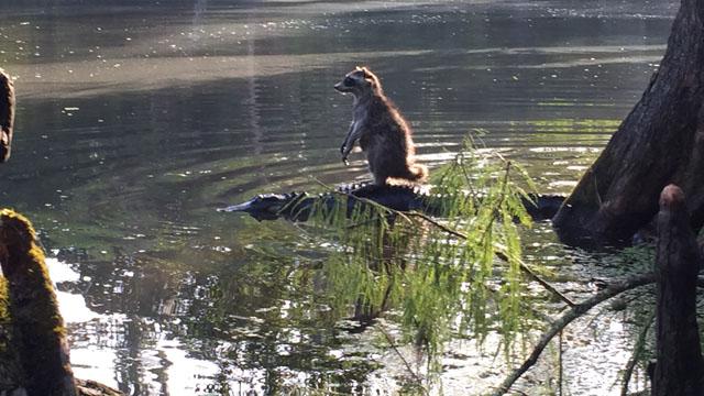 Brosner85's tweet image. Breaking news from Florida — A raccoon rides an alligator: wftv.com/news/news/loca…