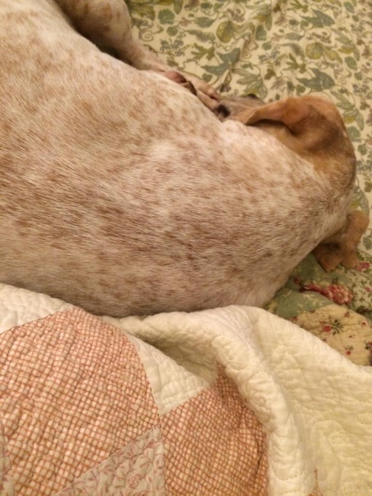 LordSpotter's tweet photo. I am camouflages. #discodog #self http://t.co/i7cdaHW6Y4
