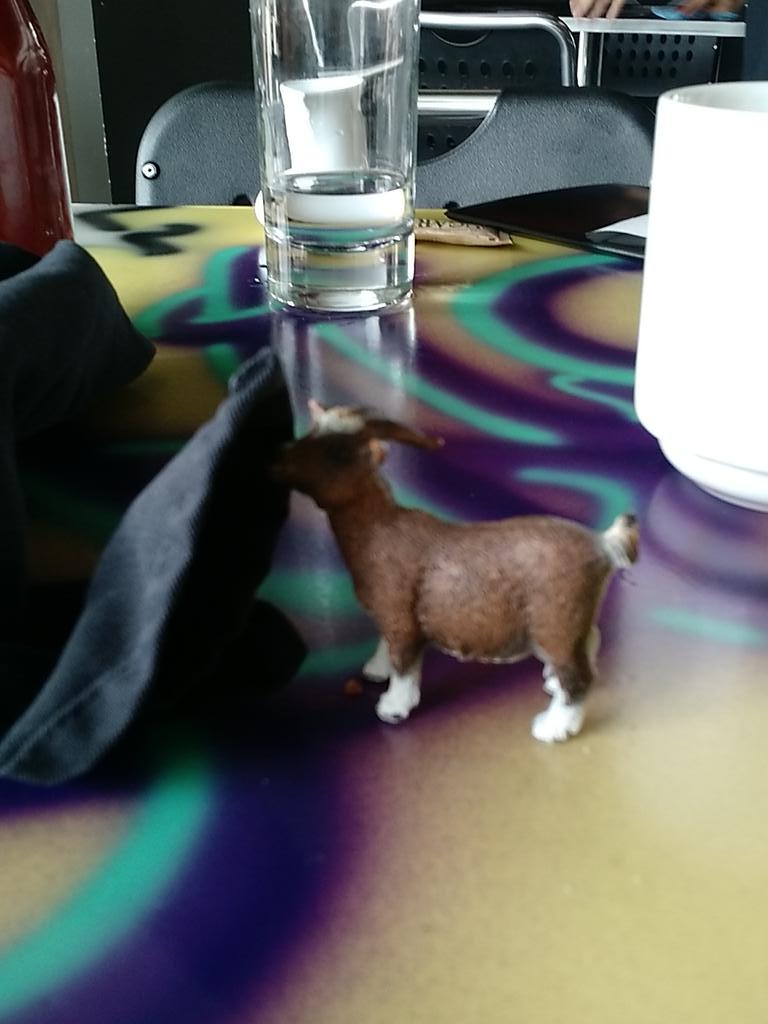 InsideGoat's tweet photo. Gotta clean that inside goat mouth after a delicious brunch! http://t.co/Z1rsPMrBo5