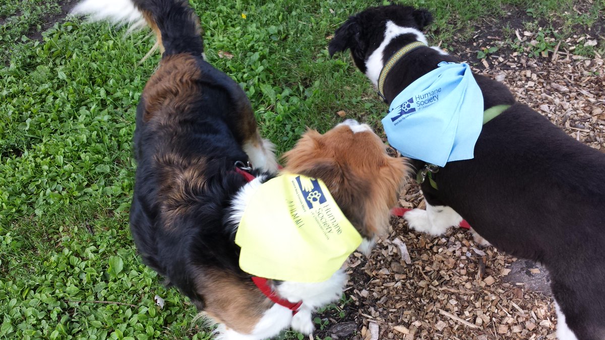 IanDSchulze's tweet photo. Modeling the #HSCCVT bandanas at the annual Walk for the Animals. http://t.co/s0a6iWd7tH