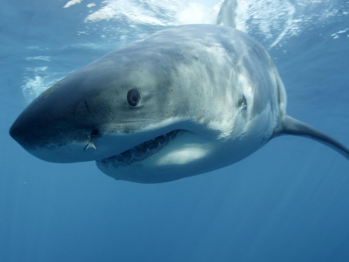 Independent's tweet photo. Australian teenager snaps a selfie with a shark http://t.co/E0U4ZRmtJN http://t.co/065WzYd3fo