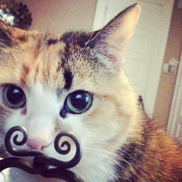 BeengerApp's tweet photo. We are getting ready for Movember Challenge!! @movember #movember #beengerapp http://t.co/gb7eXAYOlk
