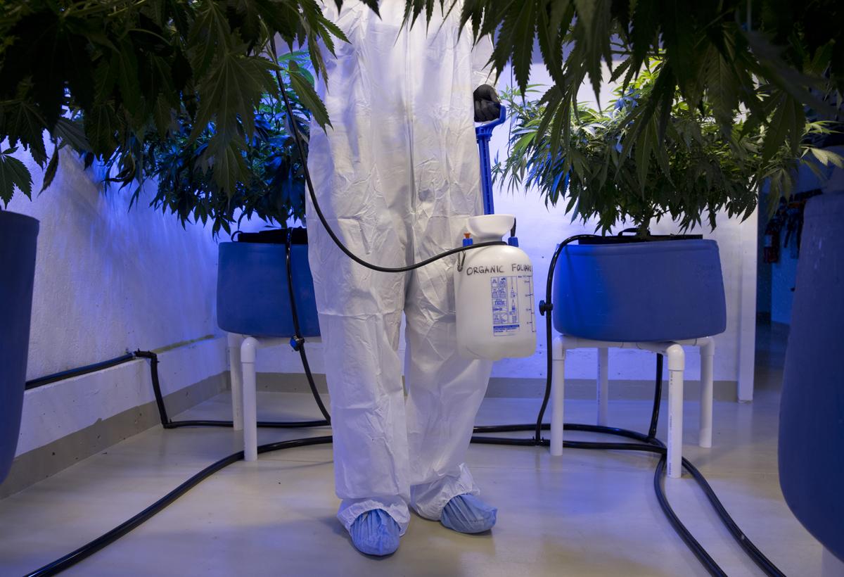 GreenBarnFarms's tweet image. Organic marijuana that isn't. We are @CleanGreenCert which exceeds the USDA organic standards.
oregonlive.com/marijuana-lega…