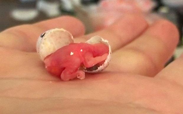 futurasciences's tweet photo. Des scientifiques filment la naissance d'une mésange bleue dans la paume de leur main http://t.co/YNAuO8DQL0 http://t.co/BBLZbApOly