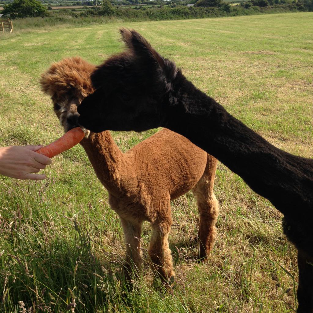 budgetfoodmummy's tweet photo. Lovely day at @HomelandFarm http://t.co/SYxVVY1YBt