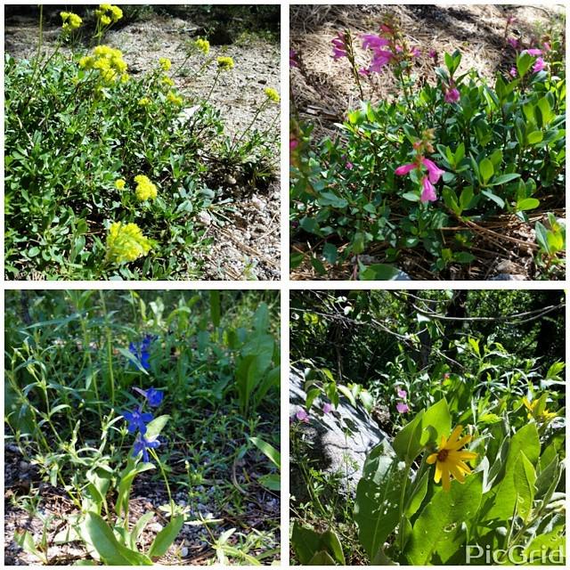 CleverHousewife's tweet photo. The flowers of squaw valley, on our little hike. #TimeAwayTimeTogether #GPRgrandstay #Res… http://t.co/42SjtLvpeu http://t.co/HYlAlBrFrV