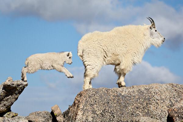Goatinists tweet picture