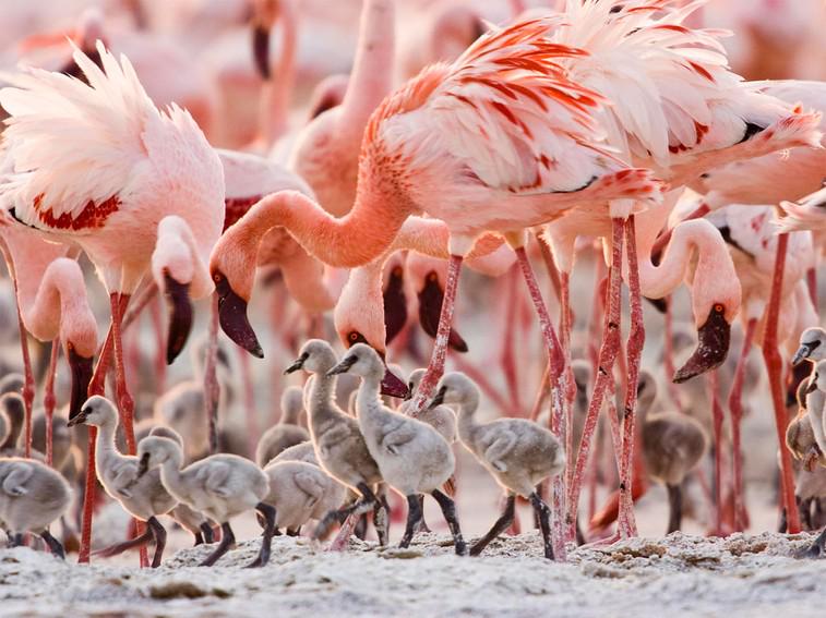 NatGeo's tweet photo. Discover one of nature's last great mysteries in The Crimson Wing, tonight at 8pm: 
http://t.co/T3A9pwK7nQ http://t.co/c8a5Rofxm8