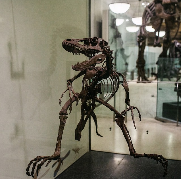 deinonychus fossil for sale