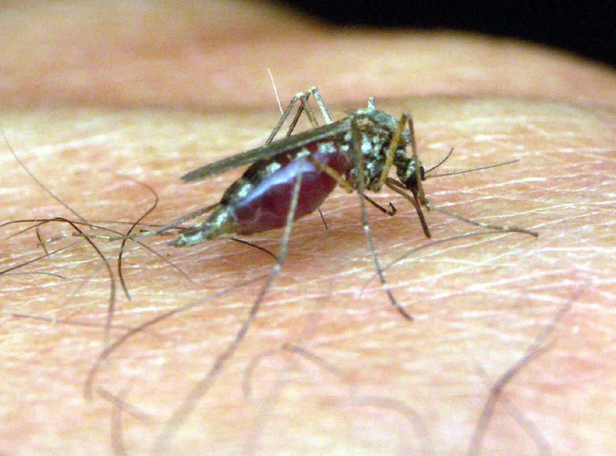 DiarioSUR's tweet photo. Adiós #mosquitos con un sencillo #truco casero. http://t.co/O9U5yBpm3B http://t.co/KfClV1Wa8C