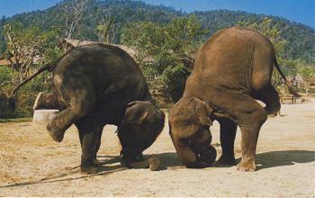 All_Elephants's tweet photo. Elephants are very good at mastering balance. http://t.co/24kvsgGxaV