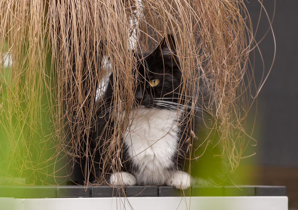 gerkovankampen's tweet image. When the cat frome home is.. #Canon 70-200mm #topaz #Niksoftware #photoshop