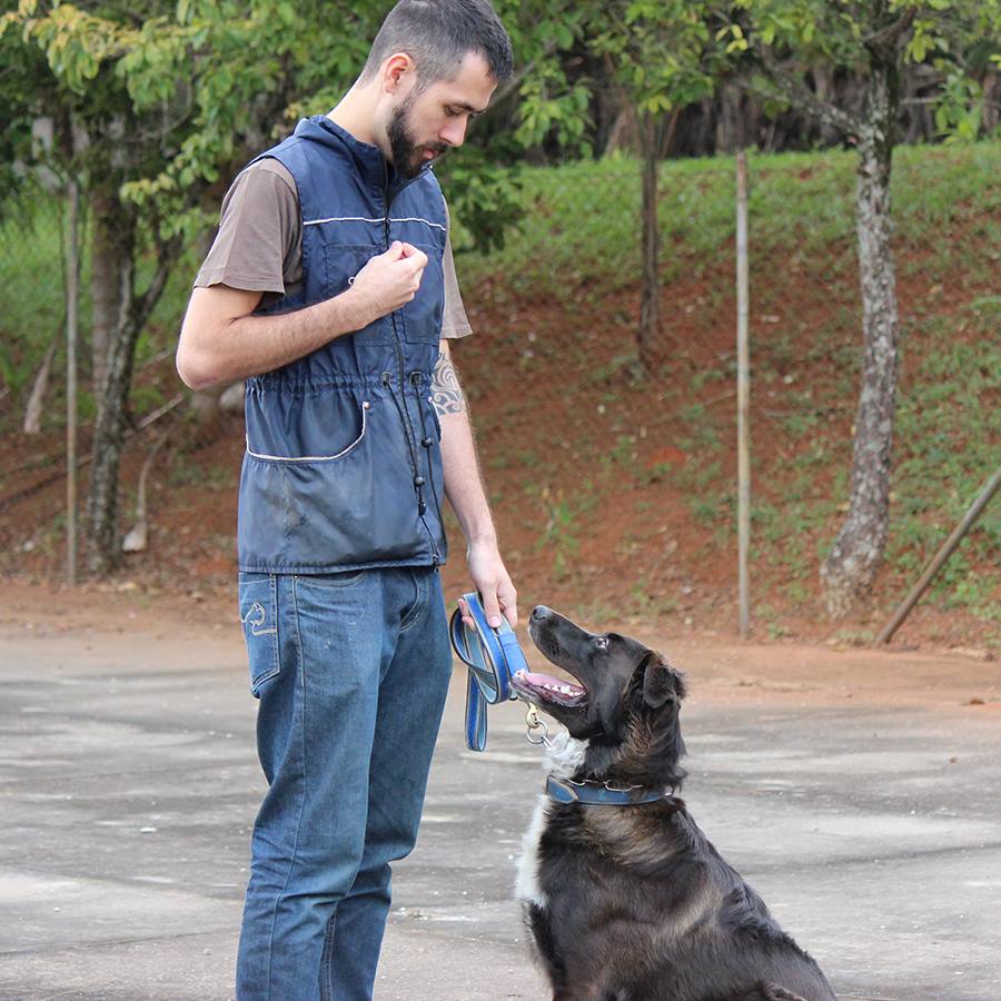 peludostreino's tweet photo. Esse é o Streak! Um cachorrão de muita força, energia e disposição. Apesar... http://t.co/Fi6JR1UjSG http://t.co/NnPIDiY7Pl