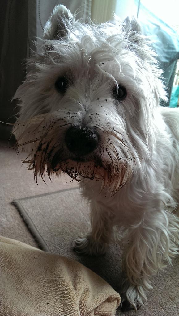 traceytrouble22's tweet photo. Dougal loves to dig @Westies http://t.co/jp4eM0nKBn