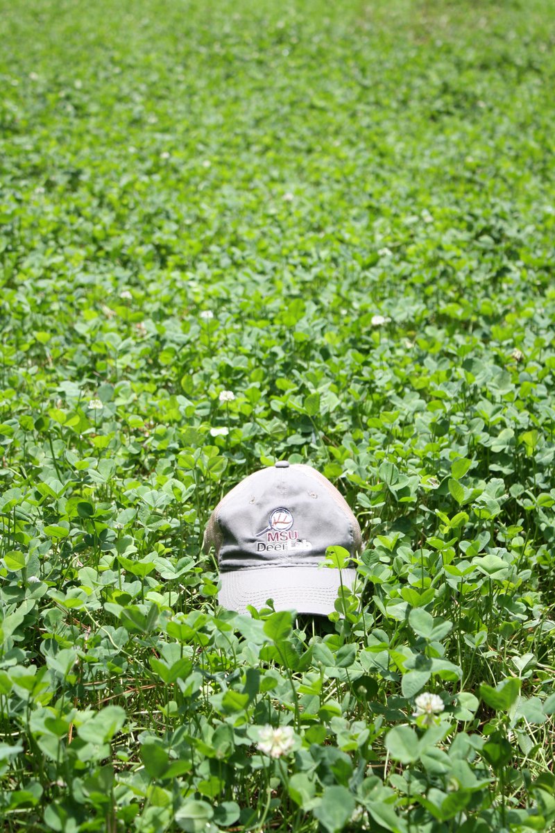 MSUDeerLab tweet media